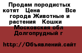 Продам породистых котят › Цена ­ 15 000 - Все города Животные и растения » Кошки   . Московская обл.,Долгопрудный г.